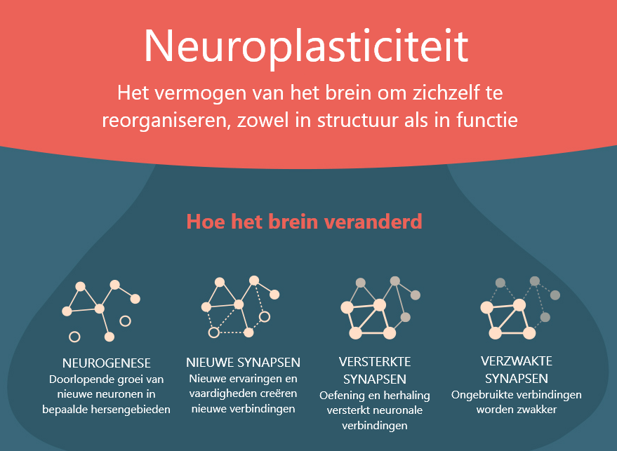 Wat is neuroplasticiteit?